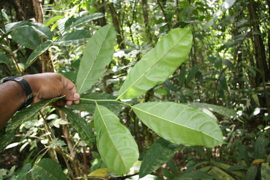 Image of Maquira guianensis Aubl.