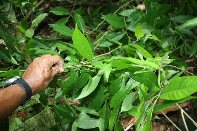 Image of Sapranthus viridiflorus G. E. Schatz