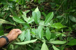 Image of Sapranthus viridiflorus G. E. Schatz