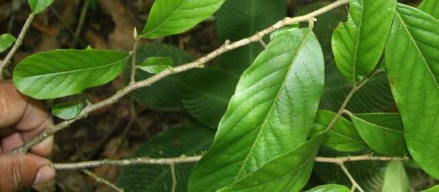 Image of Sapranthus viridiflorus G. E. Schatz