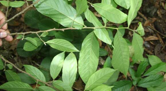 Image of Sapranthus viridiflorus G. E. Schatz