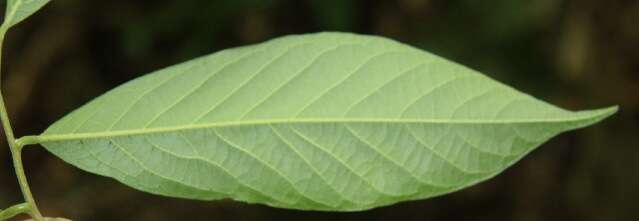 Image of Sapranthus viridiflorus G. E. Schatz