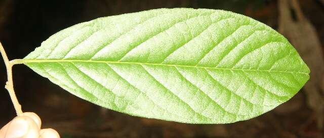 Image of Sapranthus viridiflorus G. E. Schatz