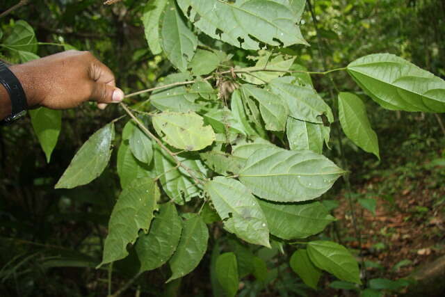 Image of Pleuranthodendron