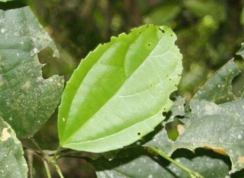 Pleuranthodendron的圖片