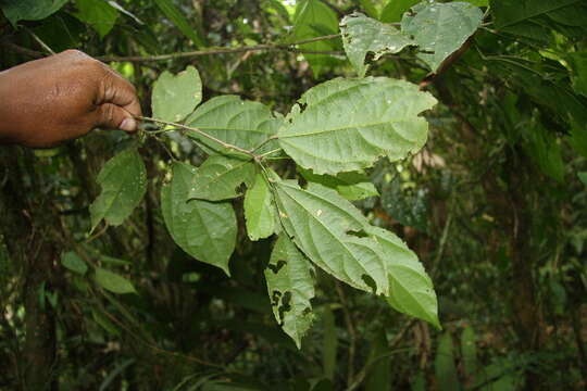 Image of Pleuranthodendron