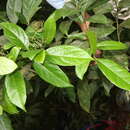 Image of Cordia croatii J. S. Miller