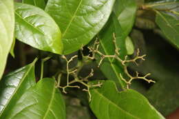 Image of Cordia croatii J. S. Miller