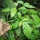 Image of Arachnothryx costaricensis (Standl.) Borhidi