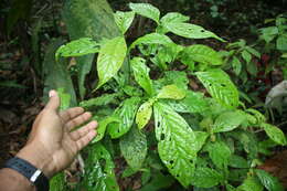 Image of Arachnothryx costaricensis (Standl.) Borhidi