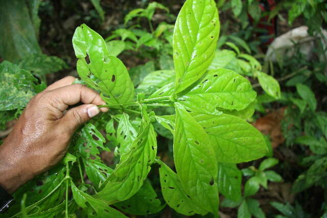 Image of Arachnothryx costaricensis (Standl.) Borhidi