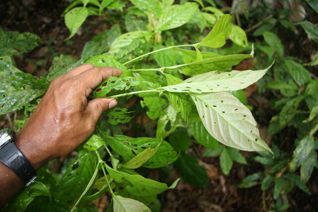 Image of Arachnothryx costaricensis (Standl.) Borhidi