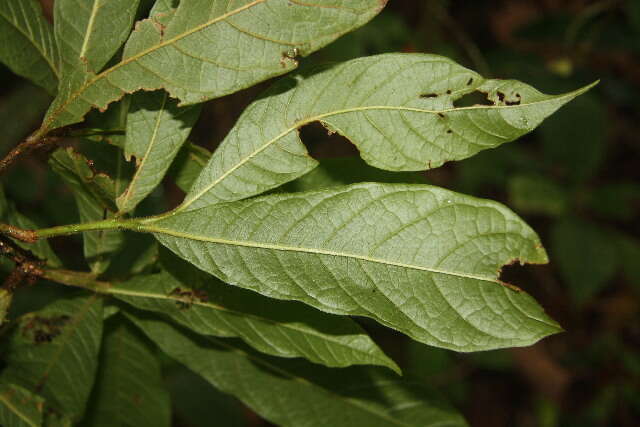 Image of Meliosma brenesii Standl.