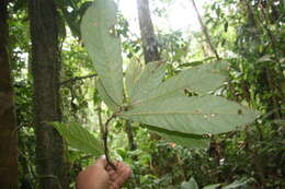 Image of Meliosma brenesii Standl.