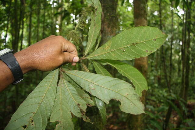 Image of Meliosma brenesii Standl.