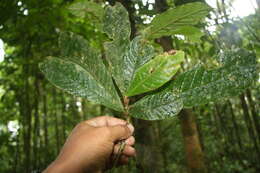 Image of Meliosma brenesii Standl.