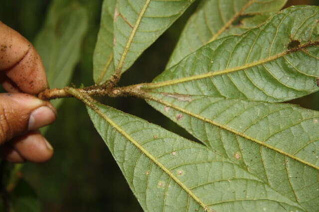 Image of Meliosma brenesii Standl.