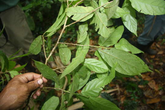 Image of Casearia tacanensis Lundell