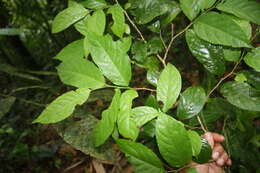 Image of Casearia tacanensis Lundell