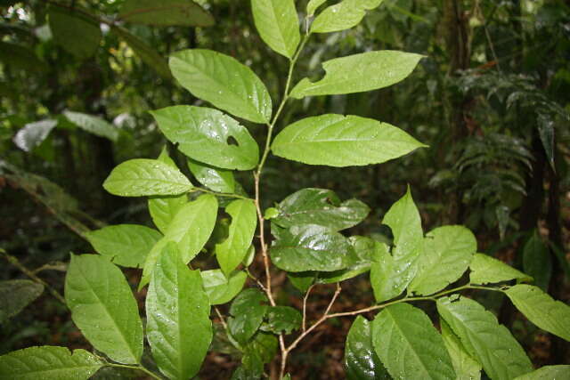 Image of Casearia tacanensis Lundell