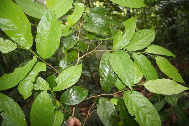 Image of Casearia tacanensis Lundell