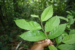 Image of Casearia tacanensis Lundell