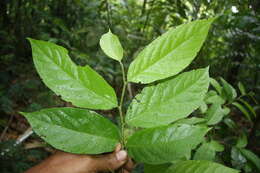 Image of Casearia tacanensis Lundell