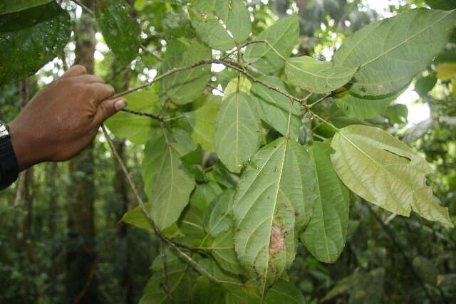 Pleuranthodendron的圖片