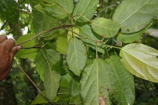 Image of Pleuranthodendron