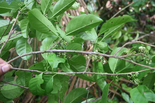 Image of Ilex skutchii Edwin ex T. R. Dudley & W. J. Hahn