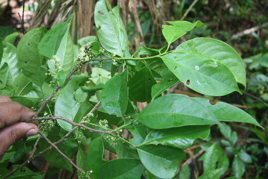 Image of Ilex skutchii Edwin ex T. R. Dudley & W. J. Hahn