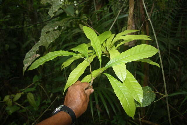 Image of Meliosma glabrata (Liebm.) Urb.