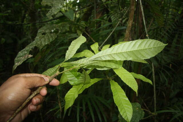 Image of Meliosma glabrata (Liebm.) Urb.