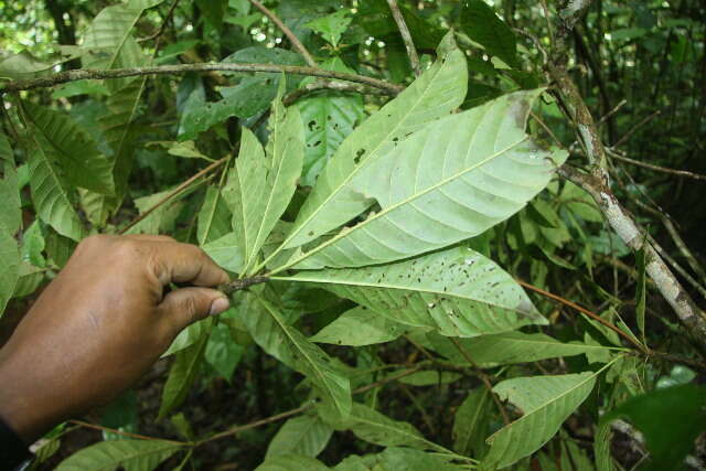 Image of Alseis costaricensis C. M. Taylor