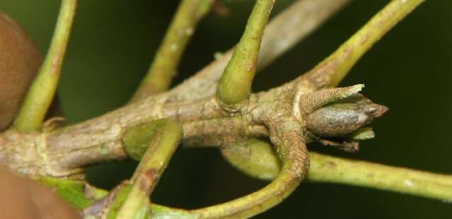 Image of Alseis costaricensis C. M. Taylor