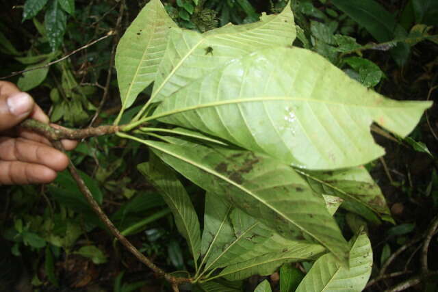 Image of Alseis costaricensis C. M. Taylor