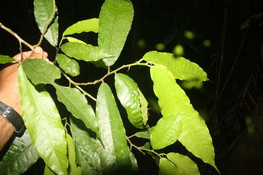 Image of Brosimum lactescens (Moore) C. C. Berg