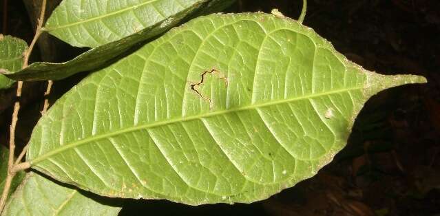 Image of Trophis involucrata Burger