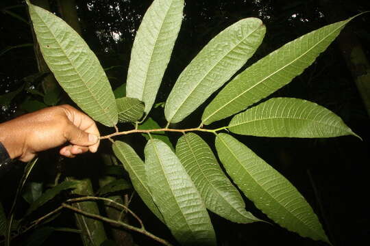 Image of Brosimum lactescens (Moore) C. C. Berg