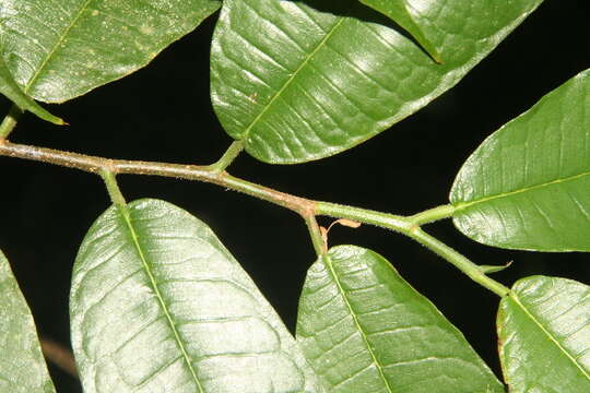 Image of Brosimum lactescens (Moore) C. C. Berg