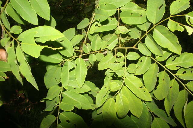 Image of Dalbergia glomerata Hemsl.