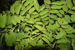 Image of Dalbergia glomerata Hemsl.