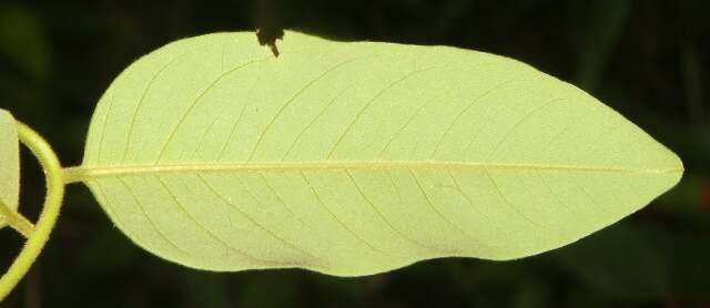 Image of Dalbergia glomerata Hemsl.