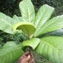 Image of green sapota