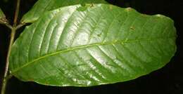 Слика од <i>Tachigali costaricense</i>