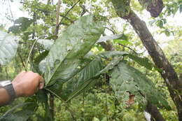 Слика од <i>Tachigali costaricense</i>