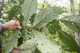 Слика од <i>Tachigali costaricense</i>