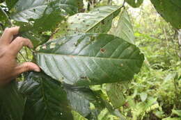 Слика од <i>Tachigali costaricense</i>