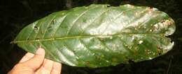 Слика од <i>Tachigali costaricense</i>