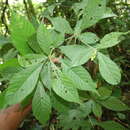 Image de Acalypha apodanthes Standl. & L. O. Williams